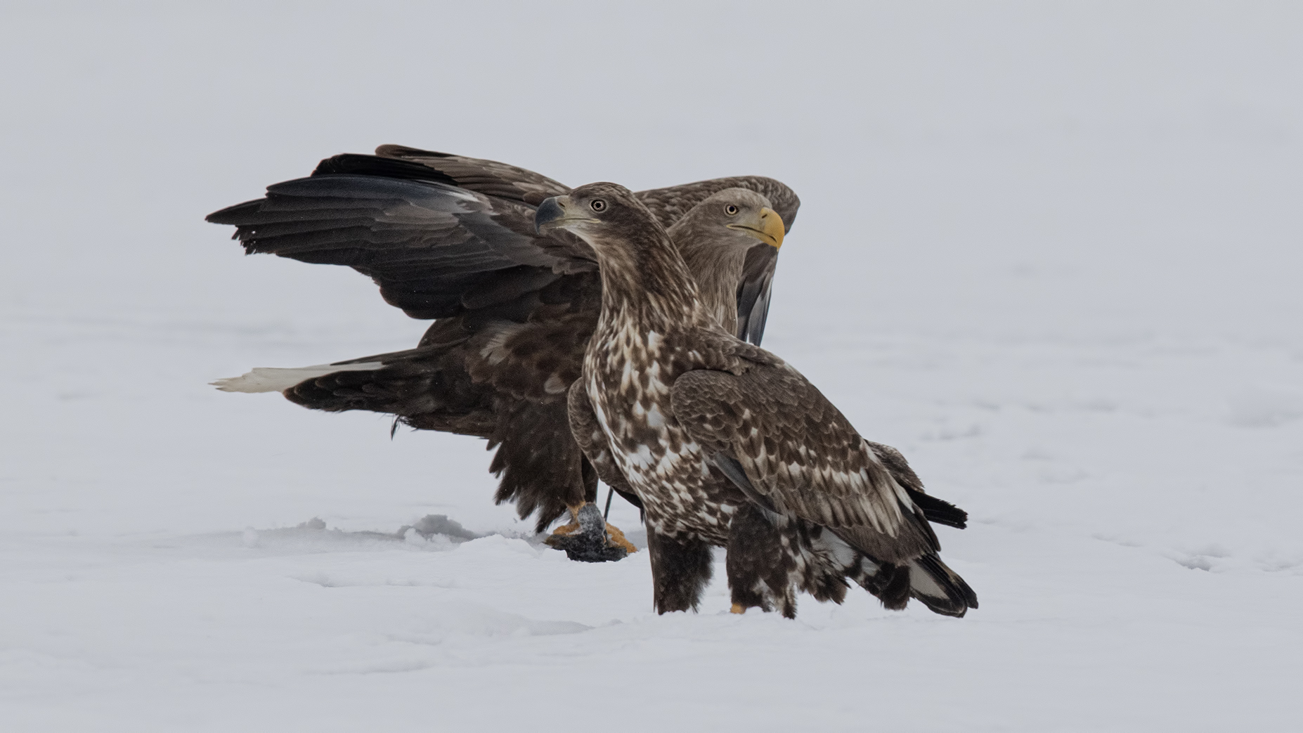 White-tailed Eagle